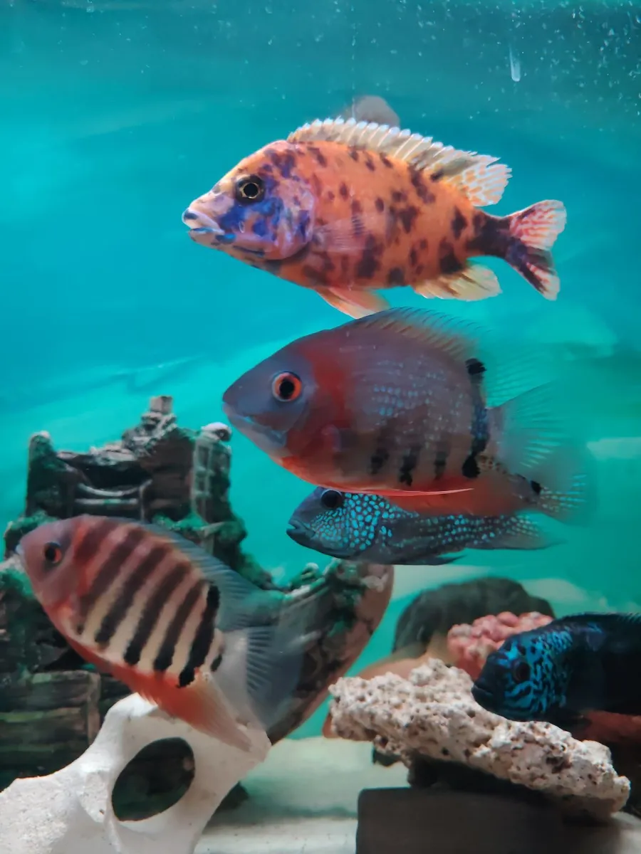 African& American cichlids - Image 1