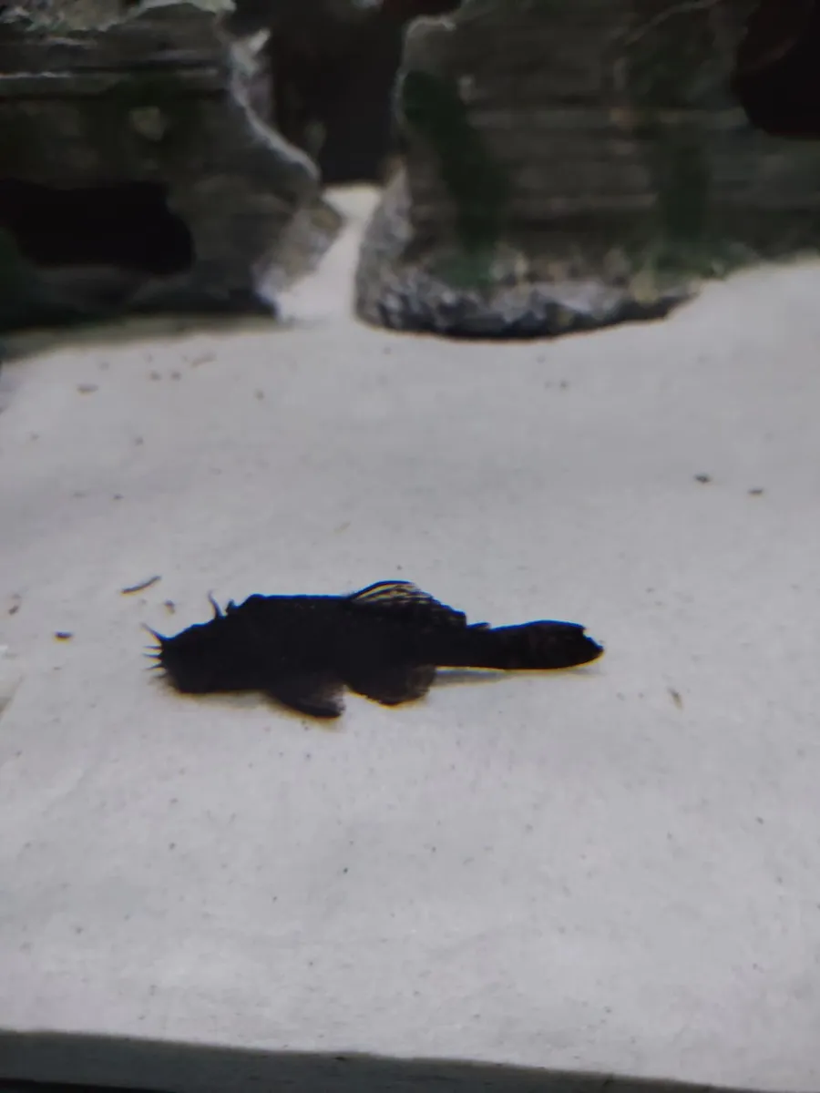 African& American cichlids - Image 3