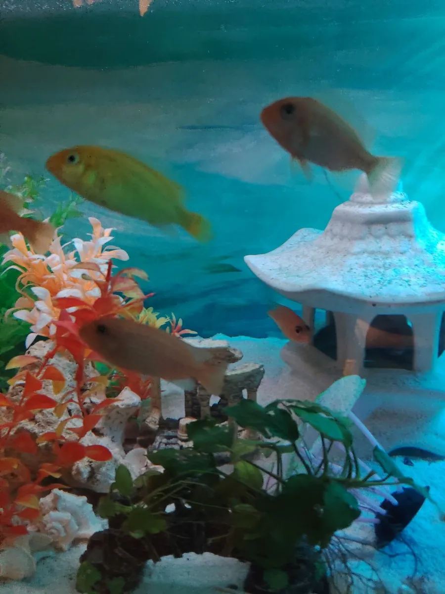 African& American cichlids - Image 4