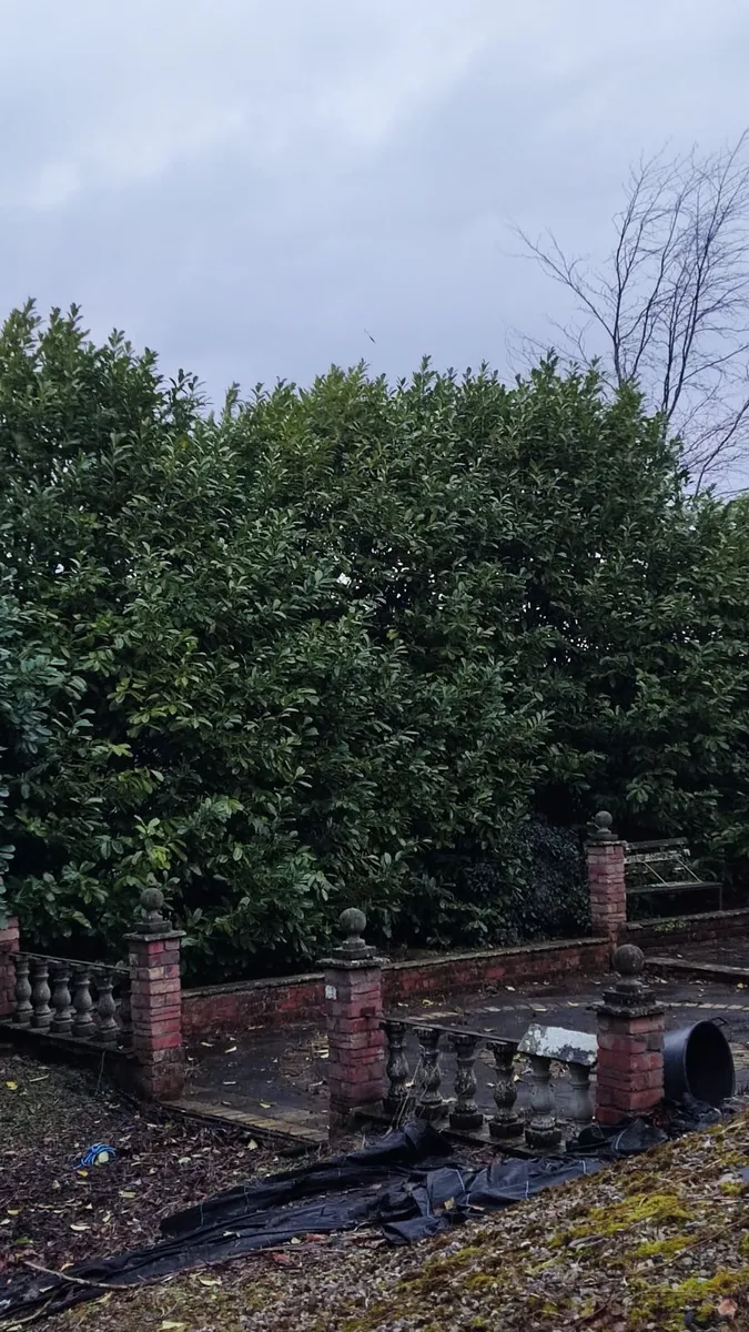 Cherry Laurel Hedging in 3 litre pot  5 euro - Image 2
