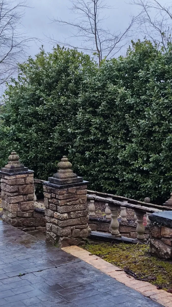 Cherry Laurel Hedging in 3 litre pot  5 euro - Image 3