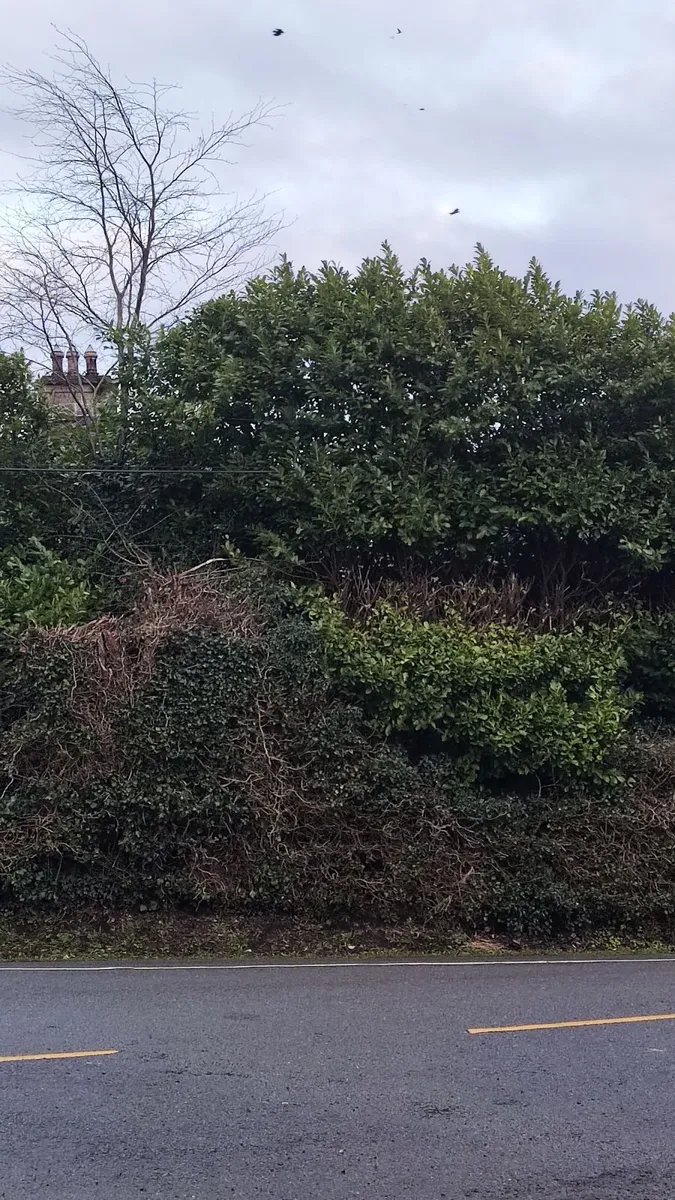 Cherry Laurel Hedging in 3 litre pot  5 euro - Image 4