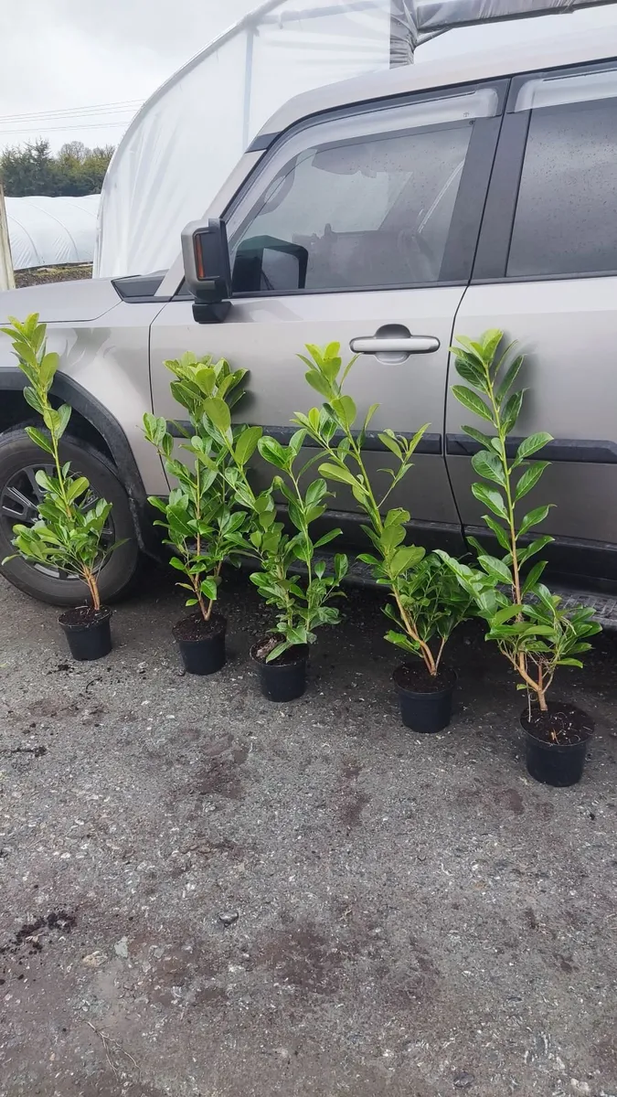 Cherry Laurel Hedging in 3 litre pot  5 euro - Image 1