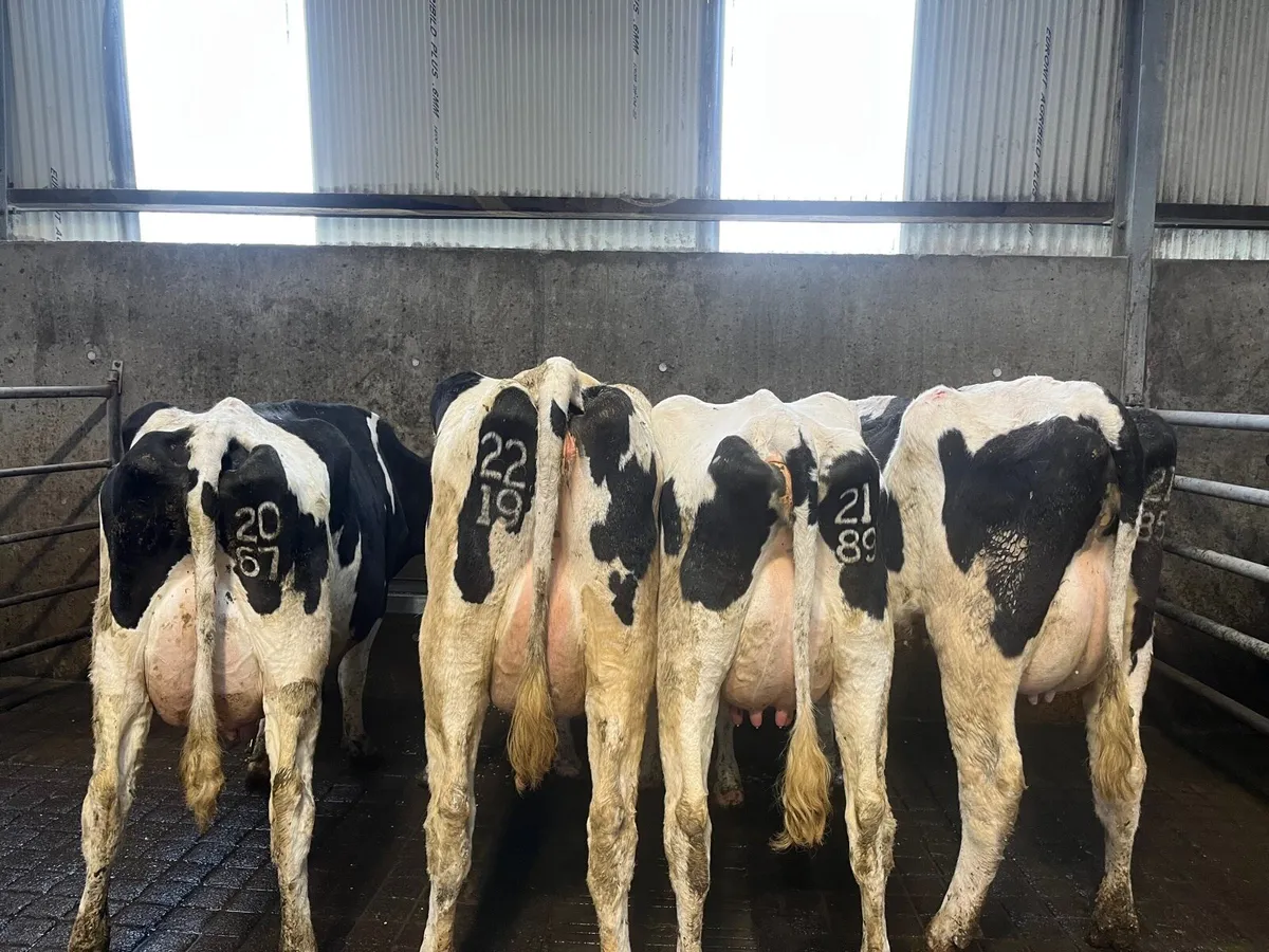 Pedigree registered  friesian heifers (calved) - Image 2