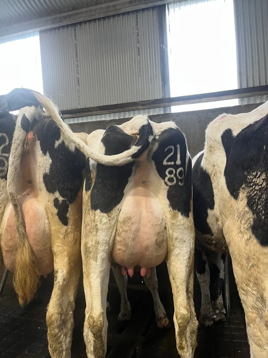 Pedigree registered  friesian heifers (calved) - Image 3