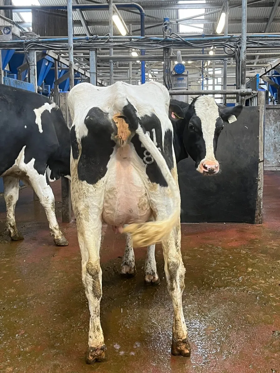 Pedigree registered  friesian heifers (calved) - Image 4