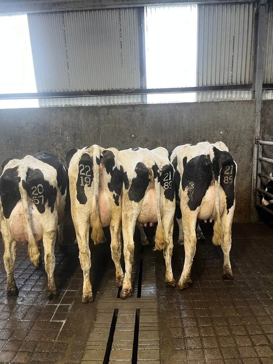 Pedigree registered  friesian heifers (calved) - Image 1