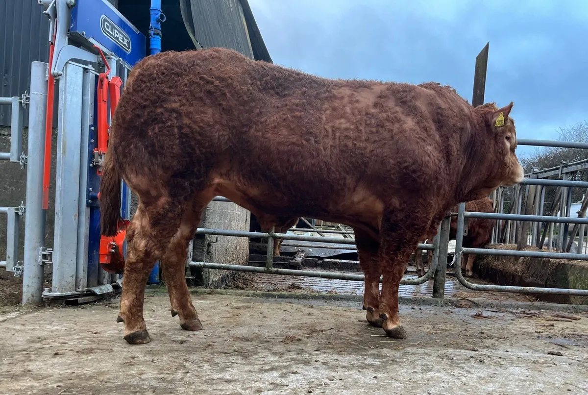 Limousin Bulls - Image 2