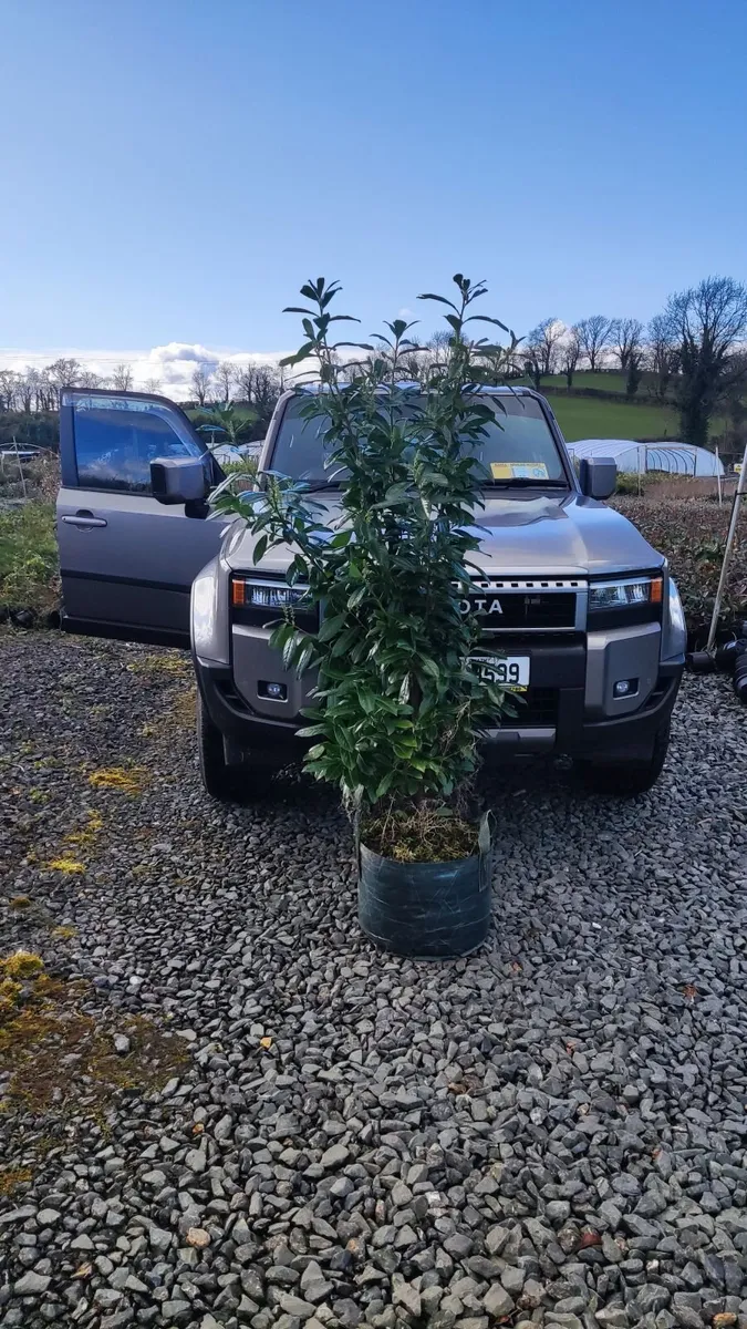 Cherry Laurel Hedging 3ft in 3 litre pots 5 euro - Image 4