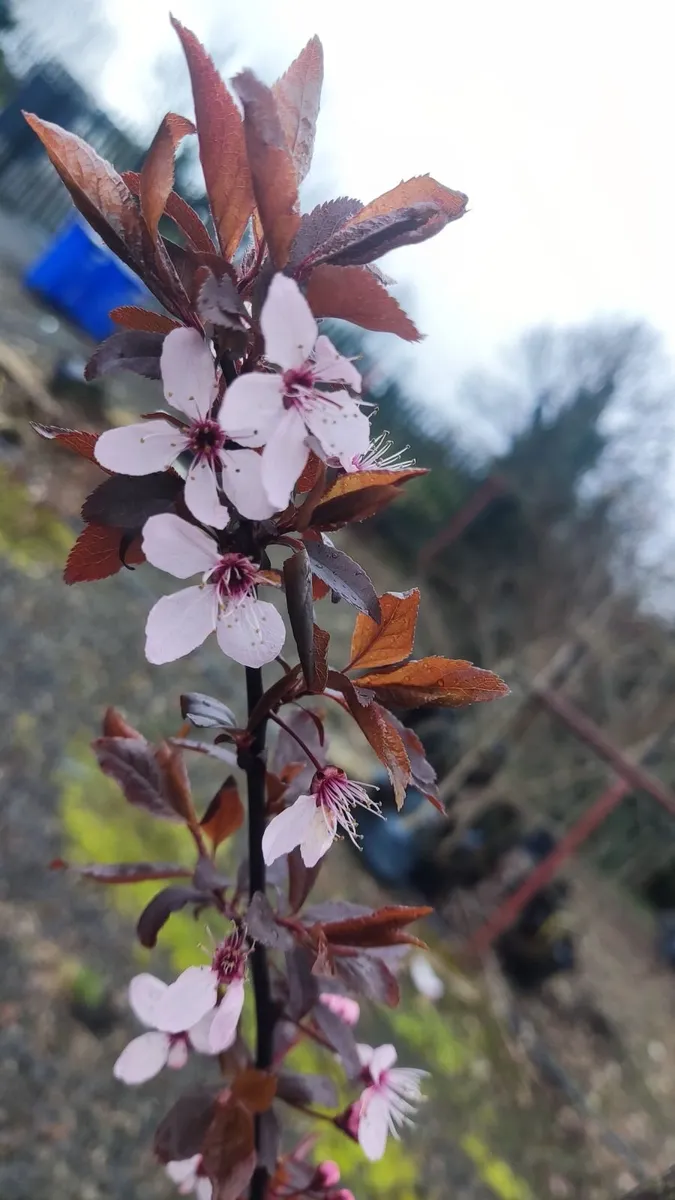 Cherry Laurel Hedging 3ft in 3 litre pot 5 euro - Image 3