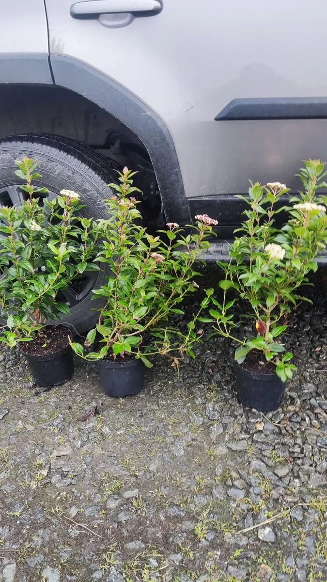 Cherry Laurel Hedging 3ft in 3 litre pot 5 euro - Image 4