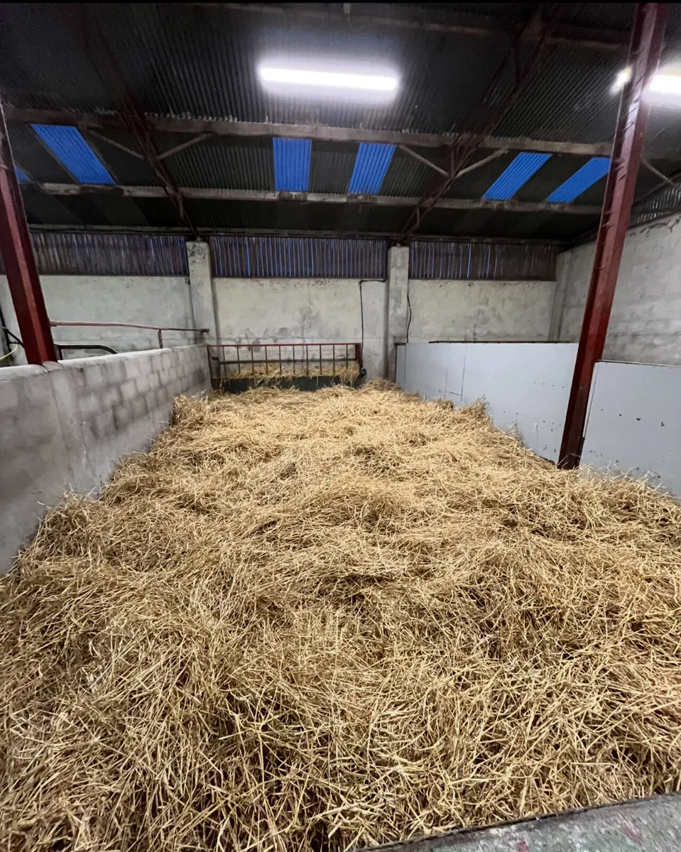 SOLD OUT - Fresh Calves Due Tonight - Image 1