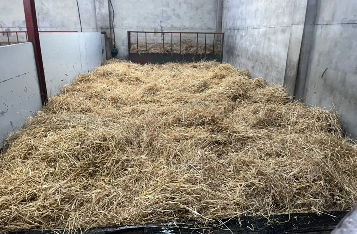 Reared Calves & Runners - Image 3