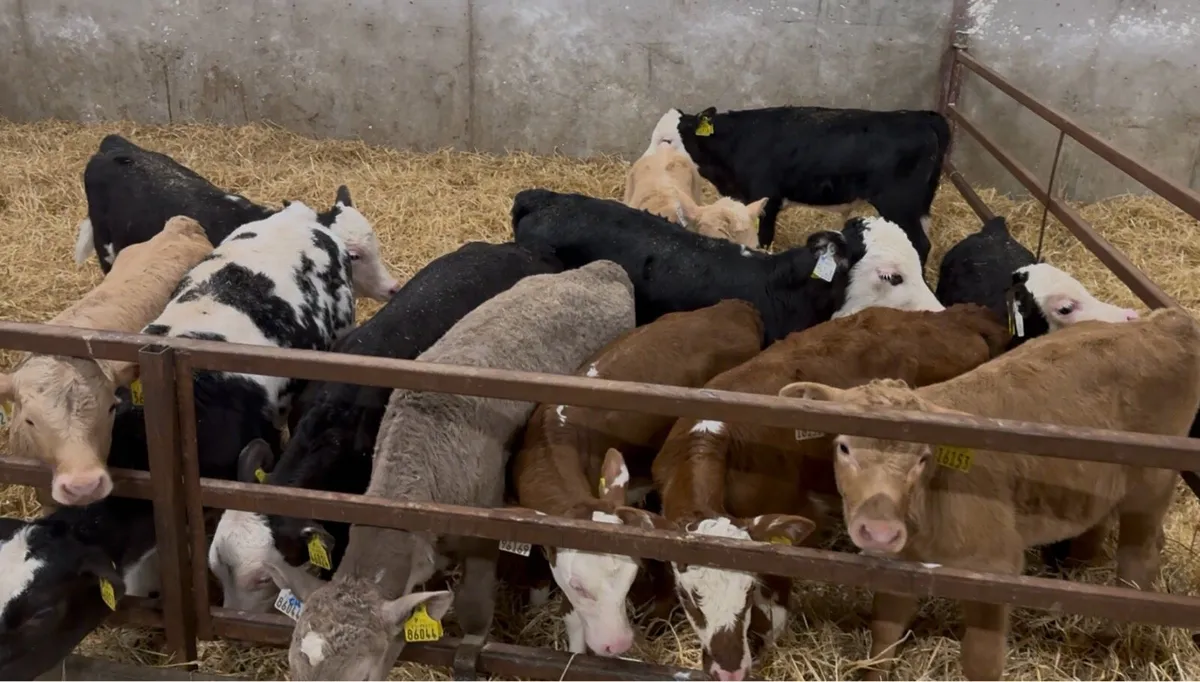 200 beef calves for sale - Image 1