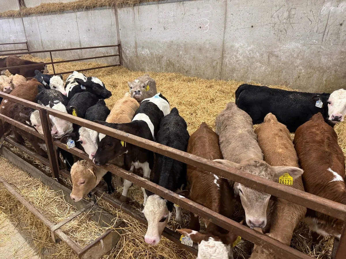 200 beef calves for sale - Image 4