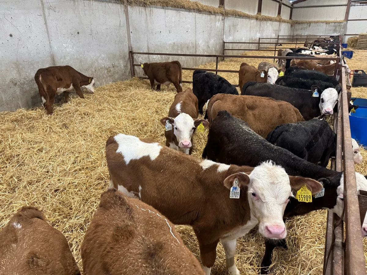 200 beef calves for sale - Image 2