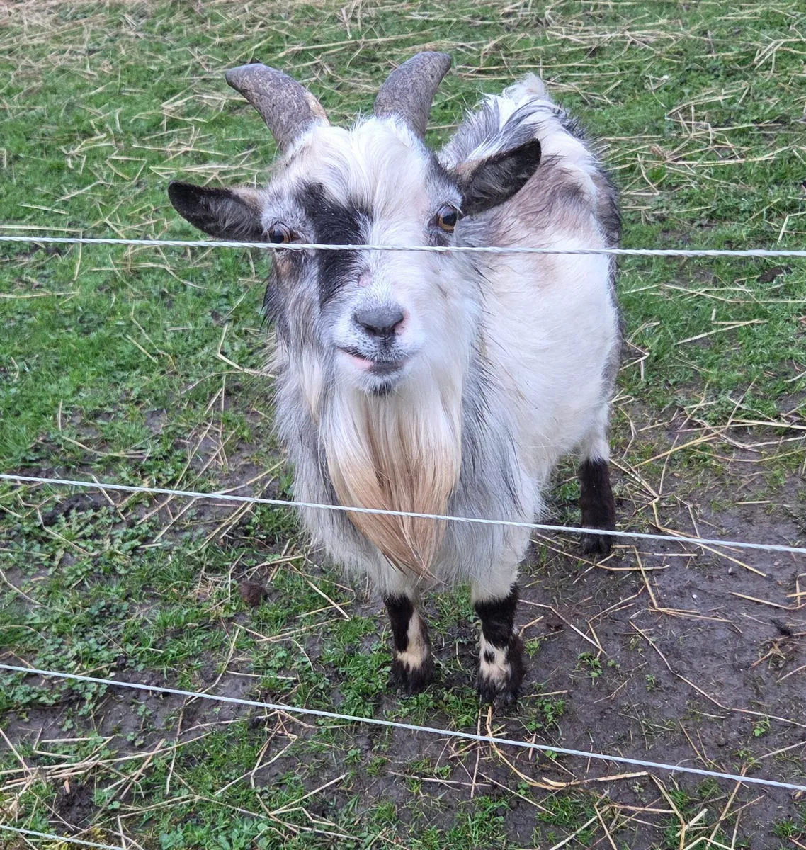 Buck pygmy goats - Image 1