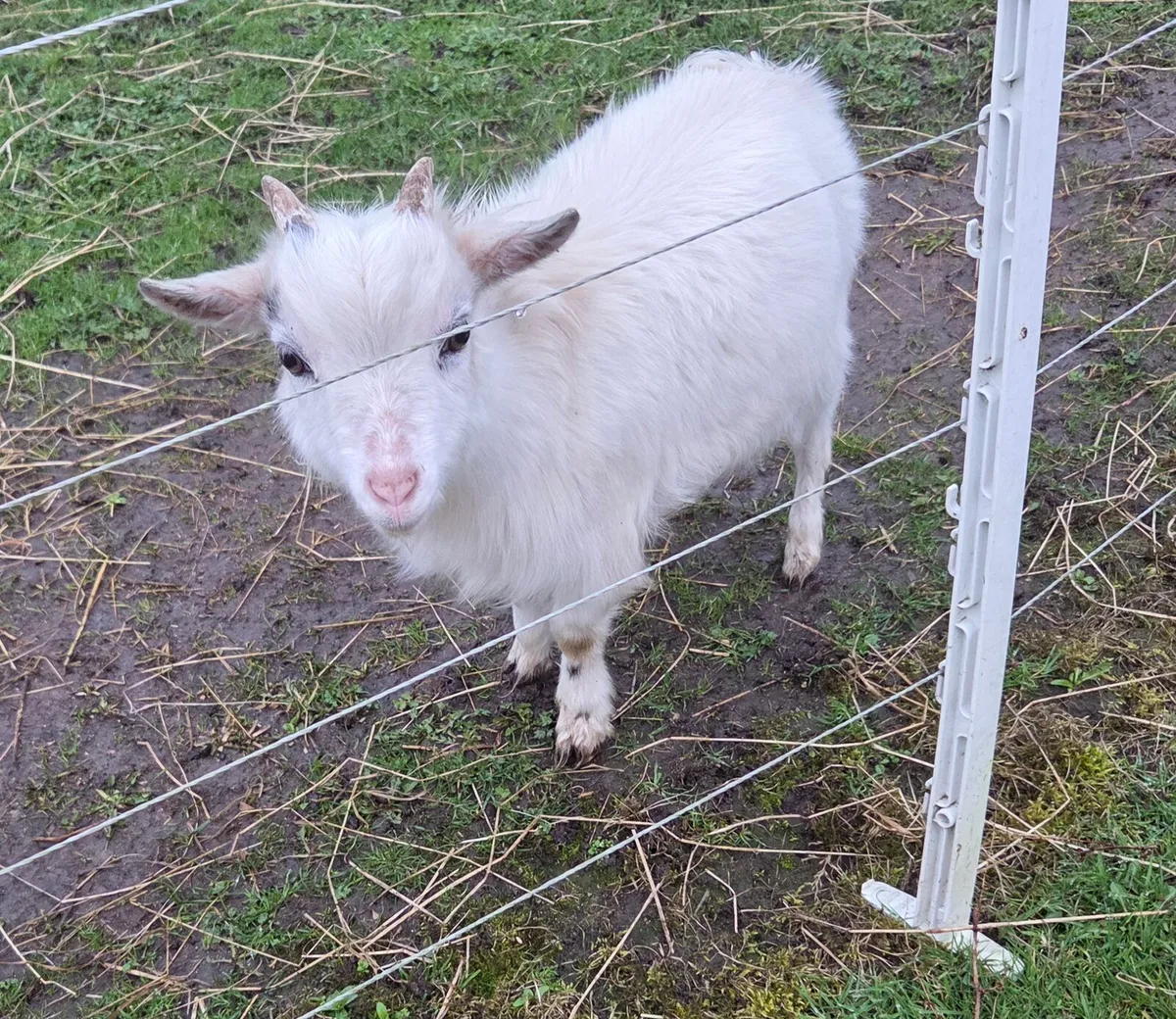 Buck pygmy goats - Image 2