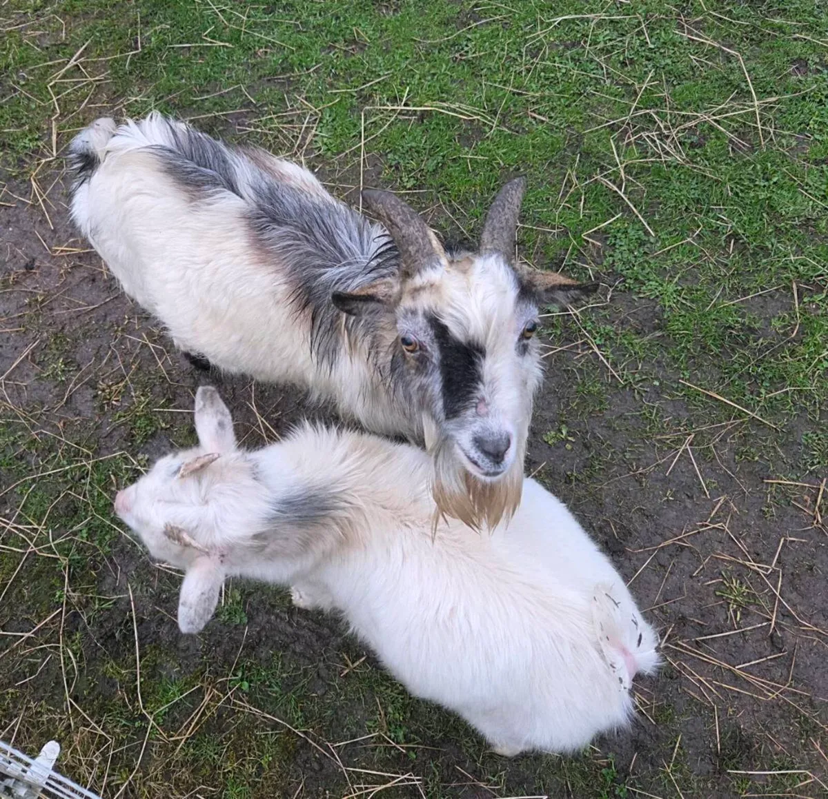 Buck pygmy goats - Image 3