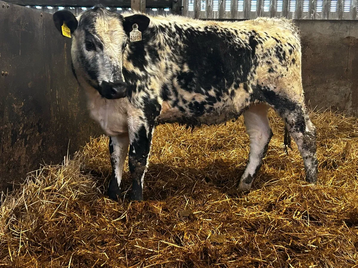 5 Star Speckle Park Heifer - Image 1
