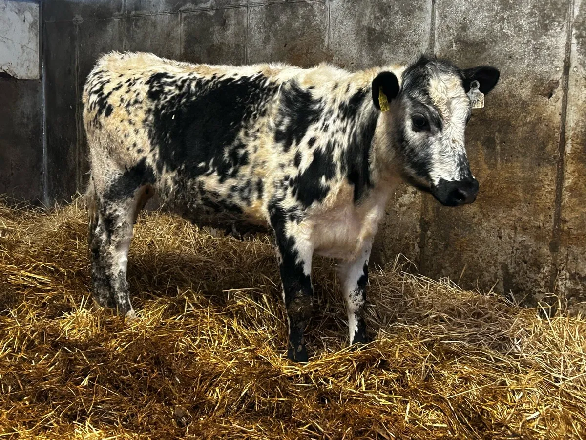 5 Star Speckle Park Heifer - Image 2
