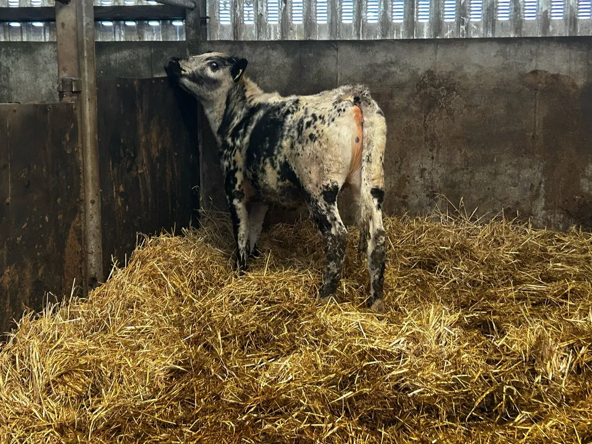 5 Star Speckle Park Heifer - Image 3