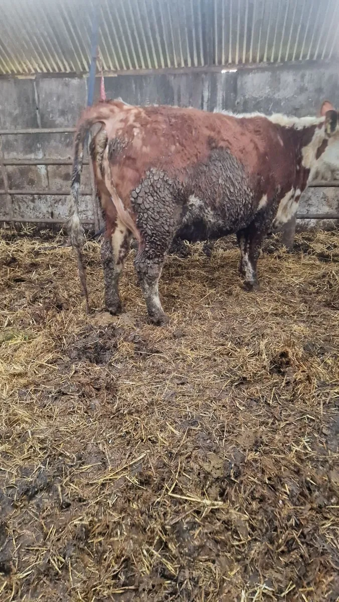 In calf and calved heifers - Image 4