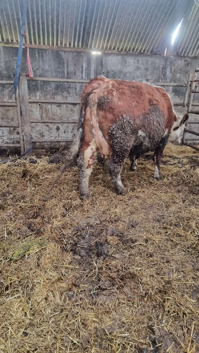 In calf and calved heifers - Image 2