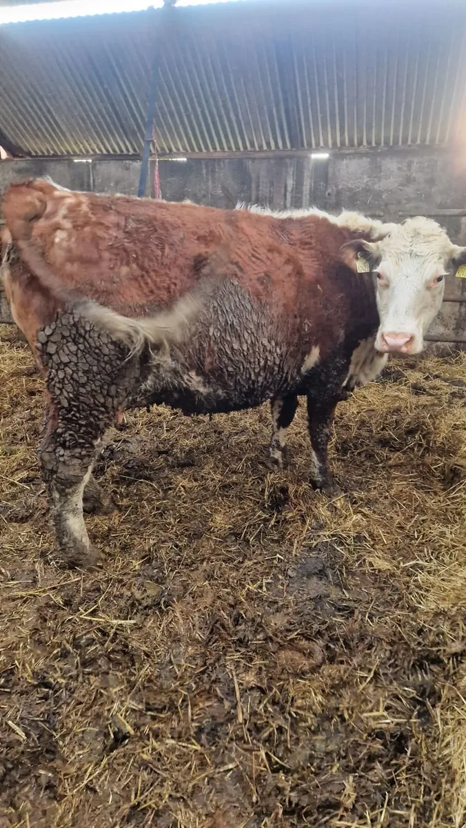 In calf and calved heifers - Image 3