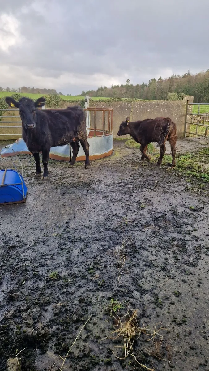 In calf and calved heifers - Image 1
