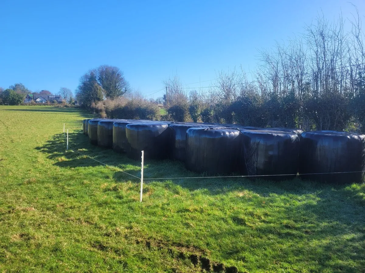 Silage/haylage for sale - Image 3