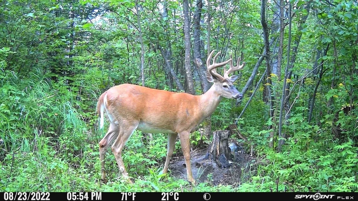 Spypoint FLEX DARK - Image 3