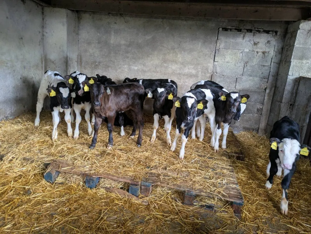 Calves - Image 2
