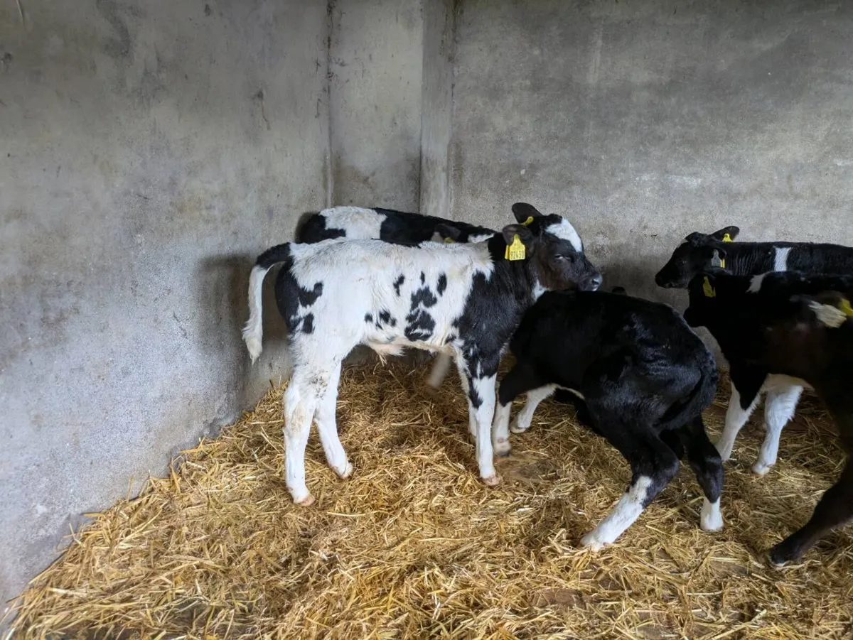 Calves - Image 3