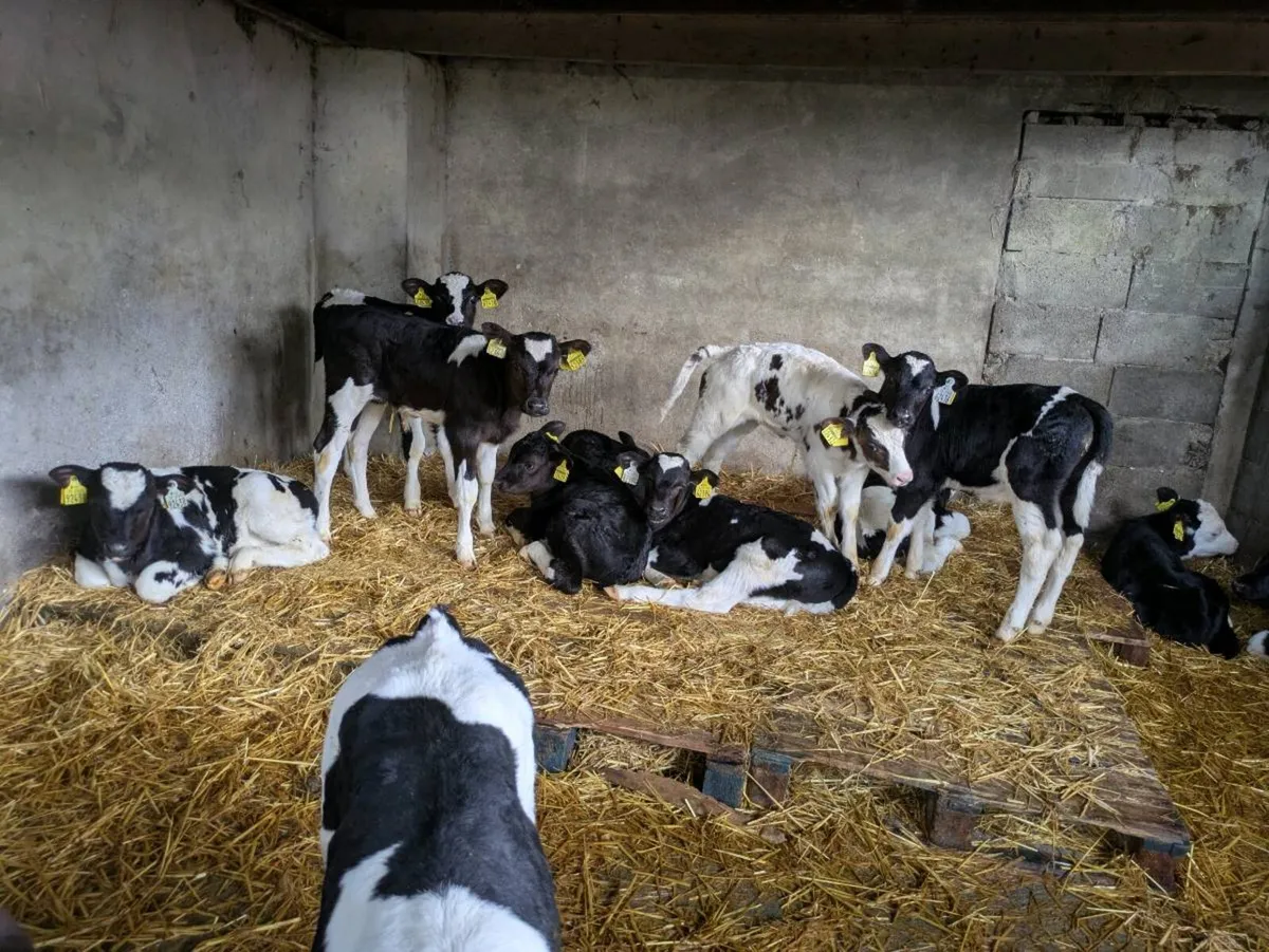 Calves - Image 1