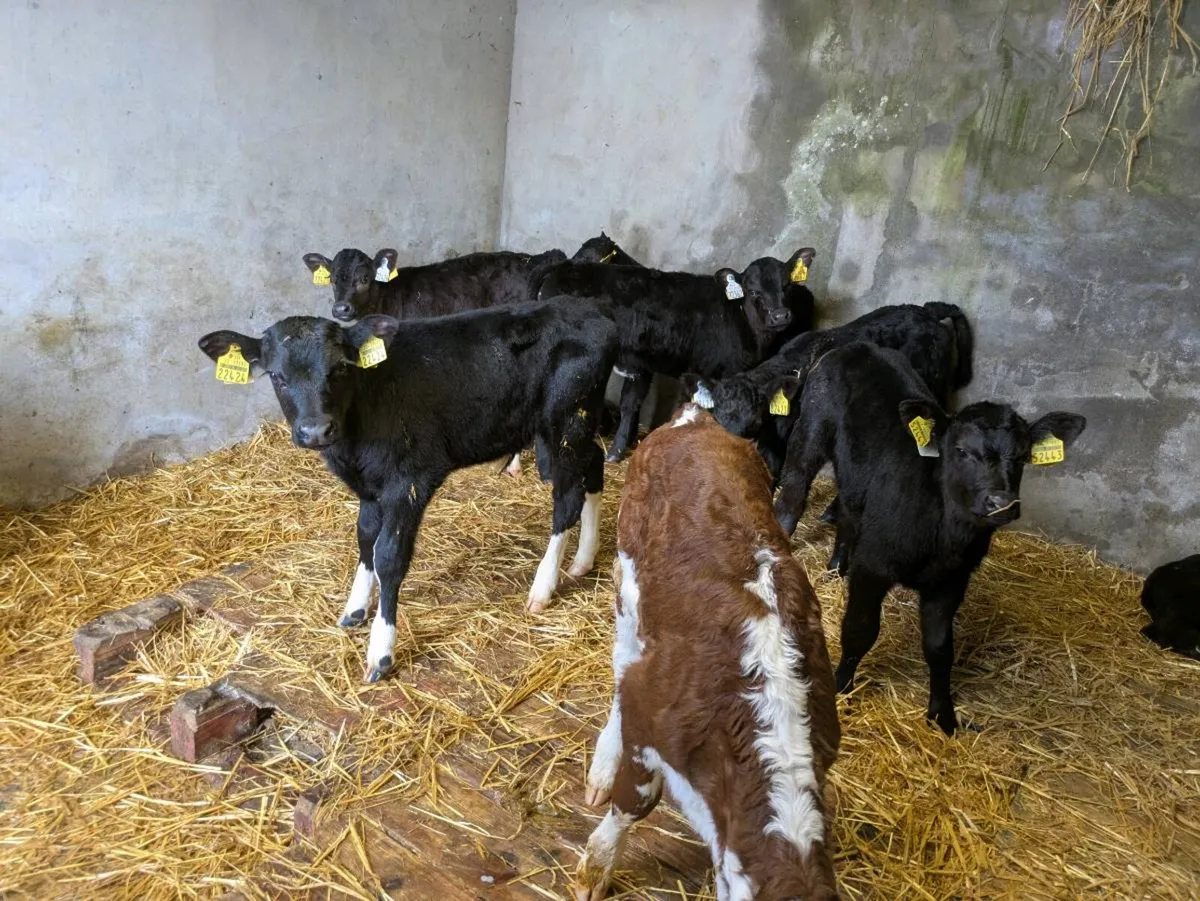 Calves - Image 4