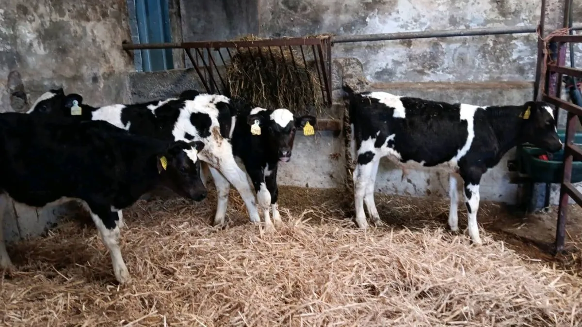 4 Friesen Bull calves for sale - Image 3