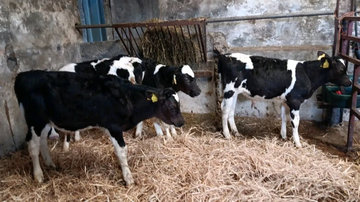 4 Friesen Bull calves for sale - Image 4