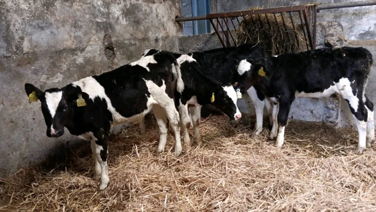 4 Friesen Bull calves for sale - Image 1