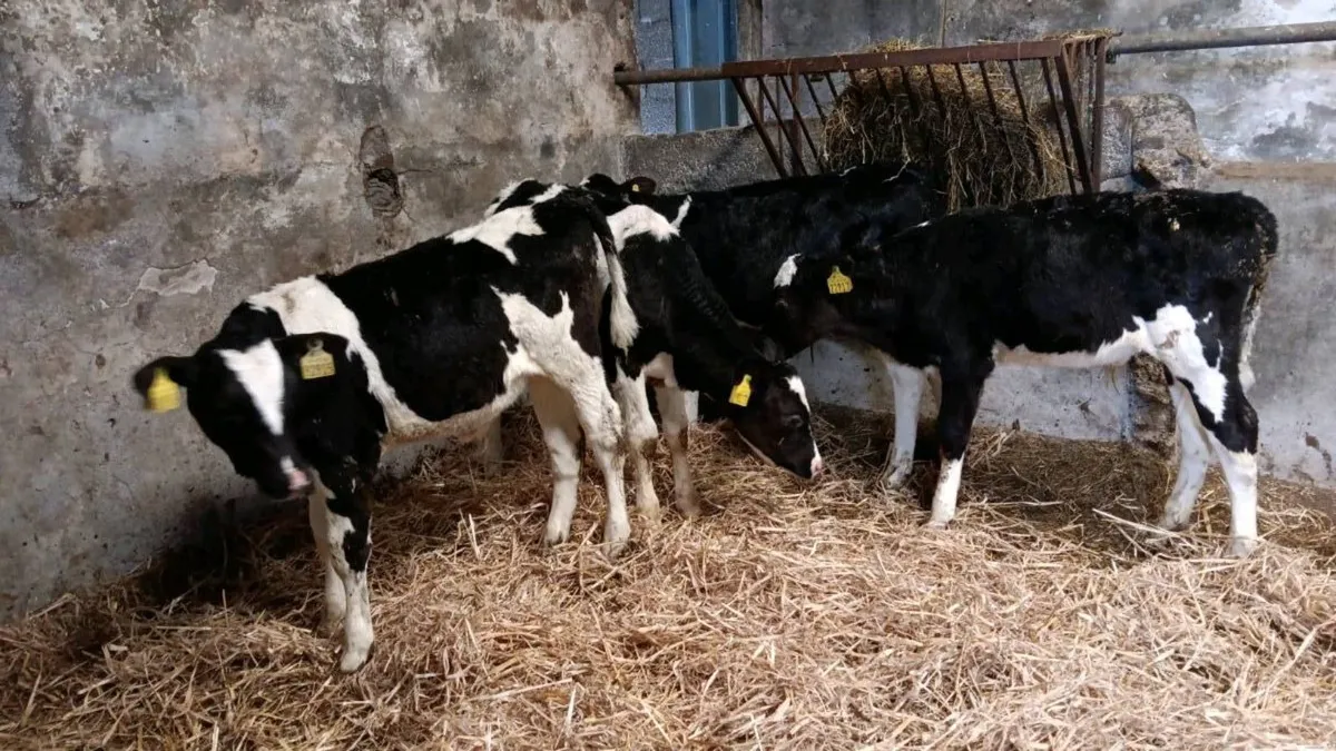 4 Friesen Bull calves for sale - Image 2