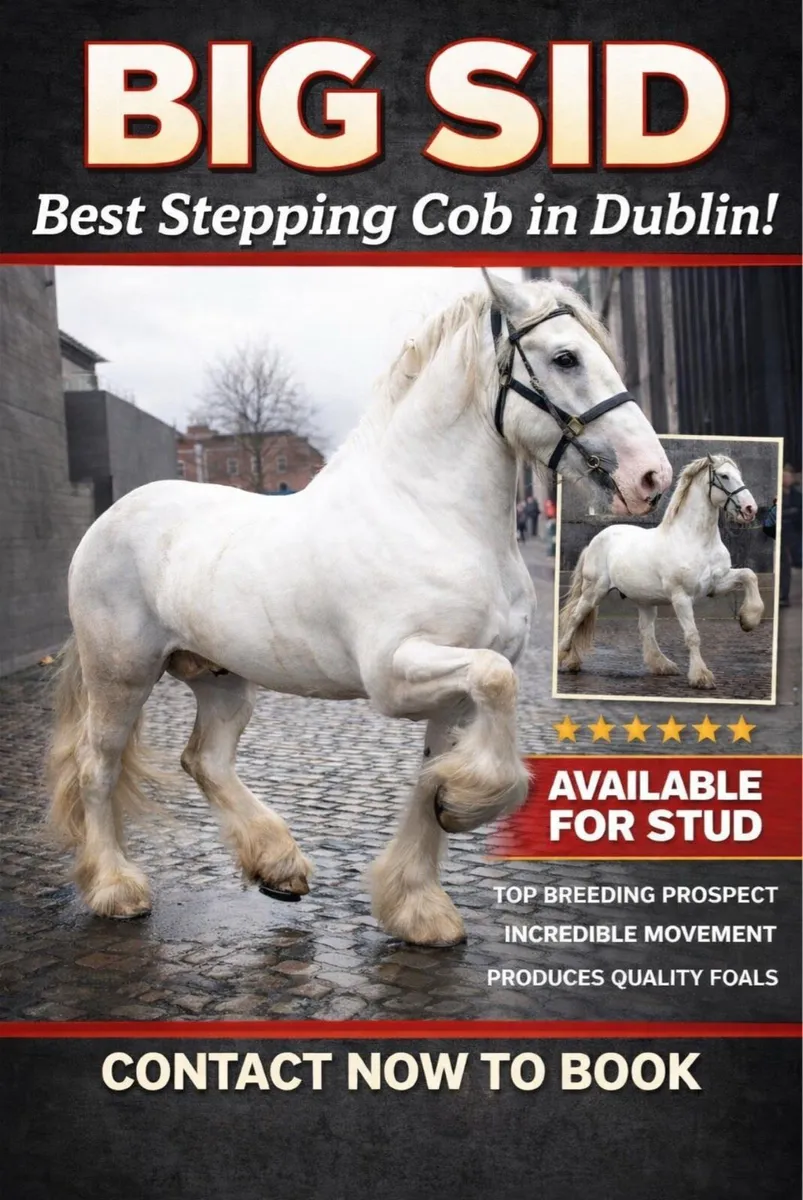 Stepping horse for stud - Image 1