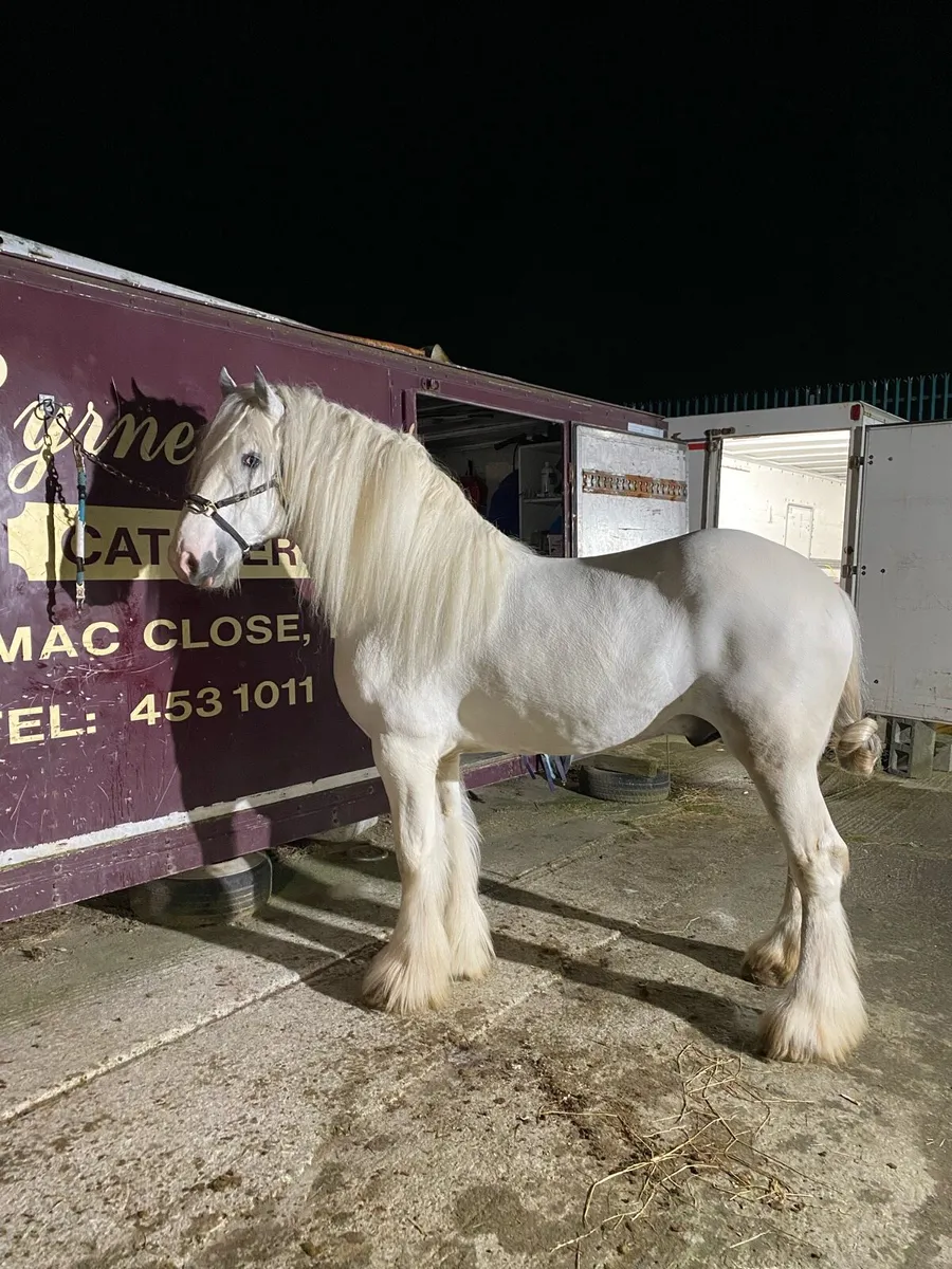 Stepping horse for stud - Image 2