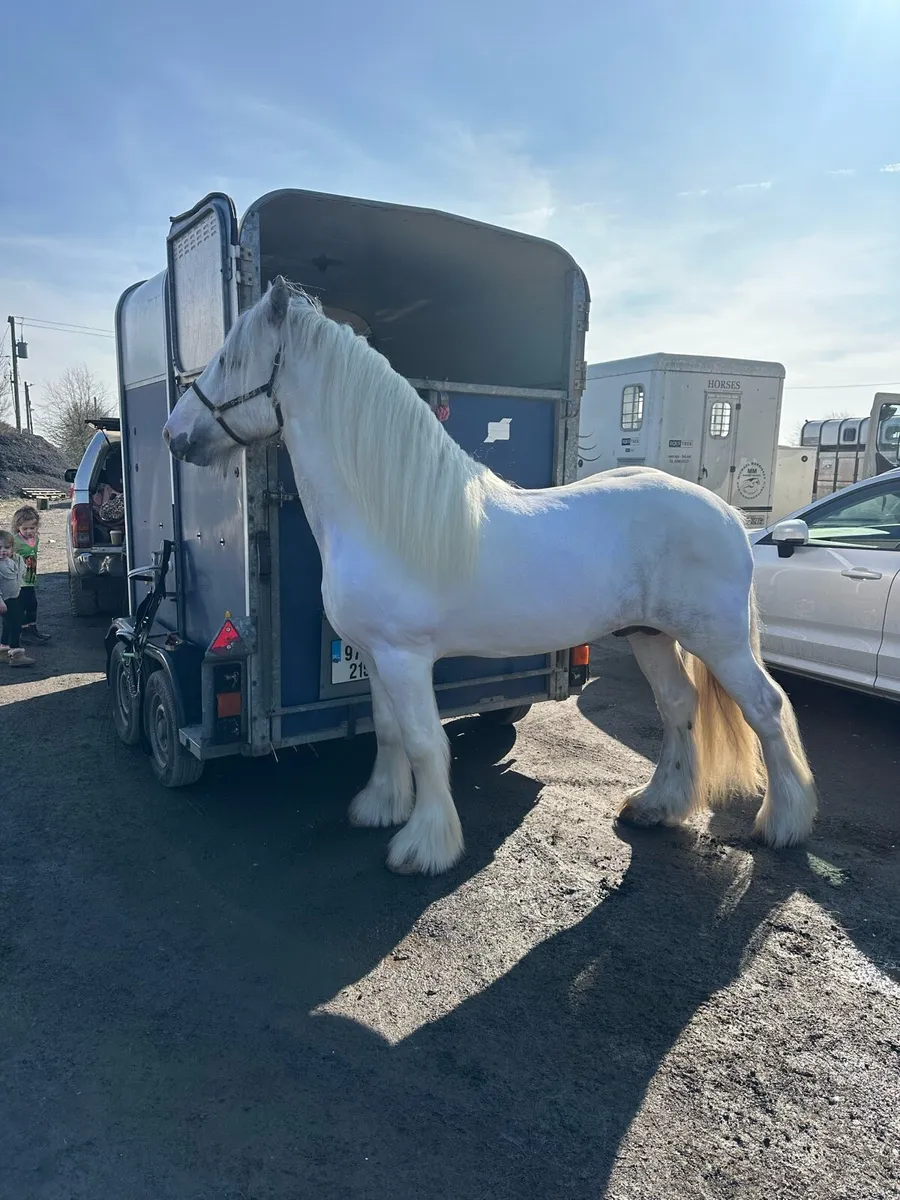 Stepping horse for stud - Image 3