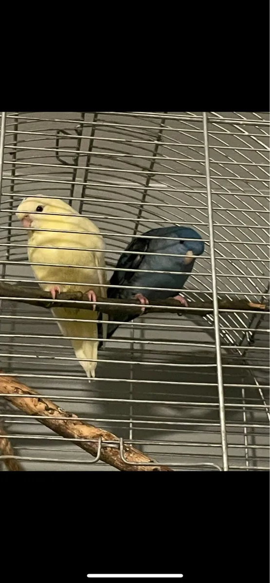 Pair of Parakeets - Image 1