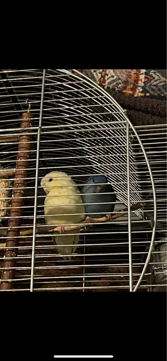 Pair of Parakeets - Image 2