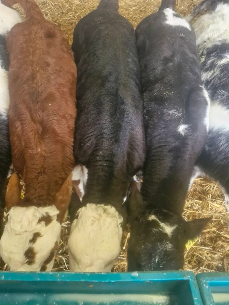 Calves - Image 1