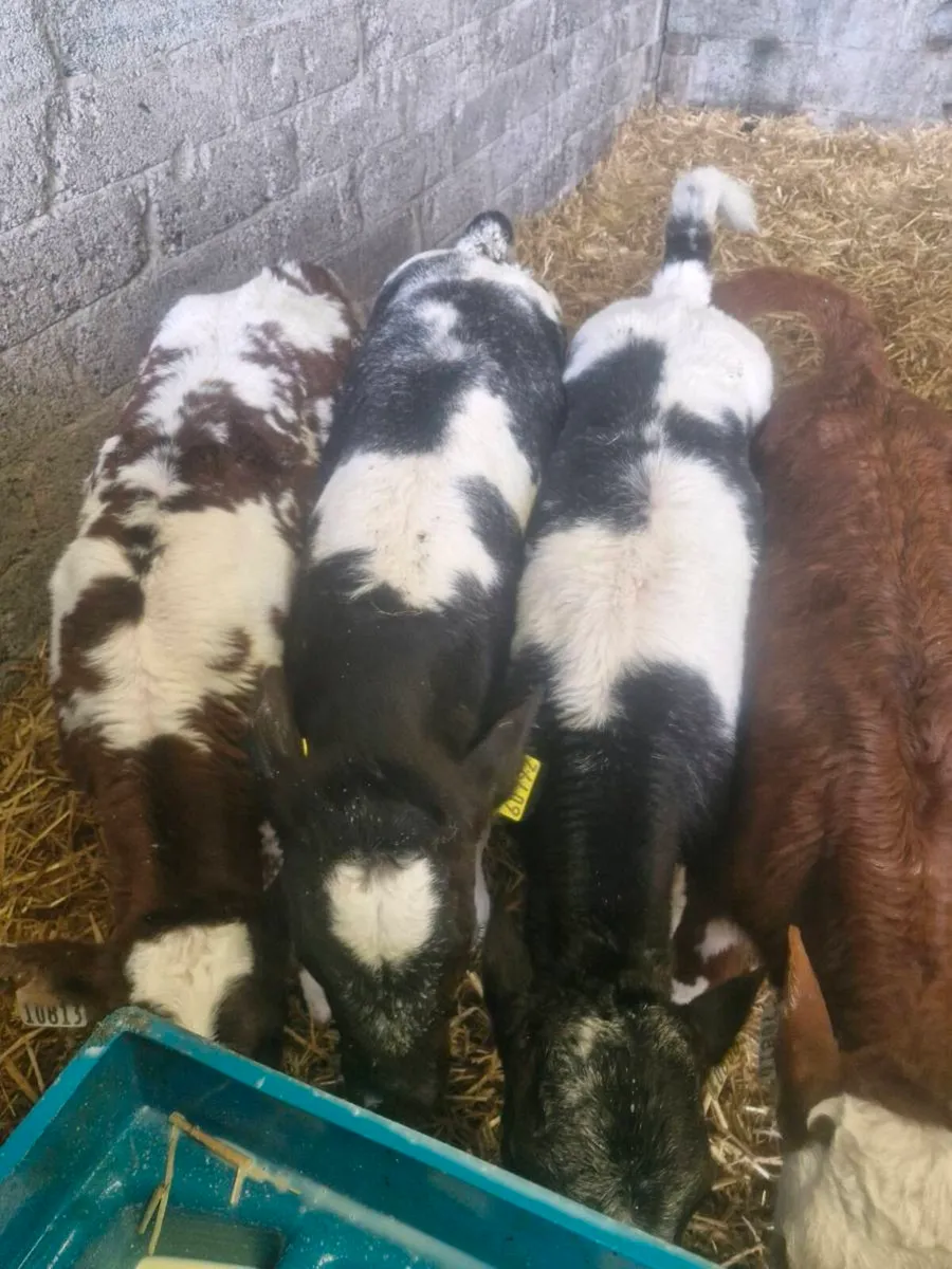Calves - Image 2