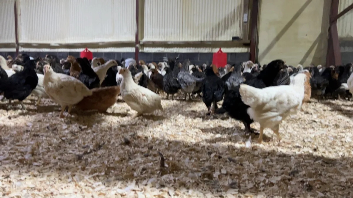 Point of Lay Pullets - Image 3
