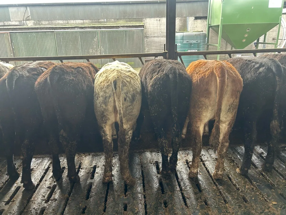 Heifers - Image 1