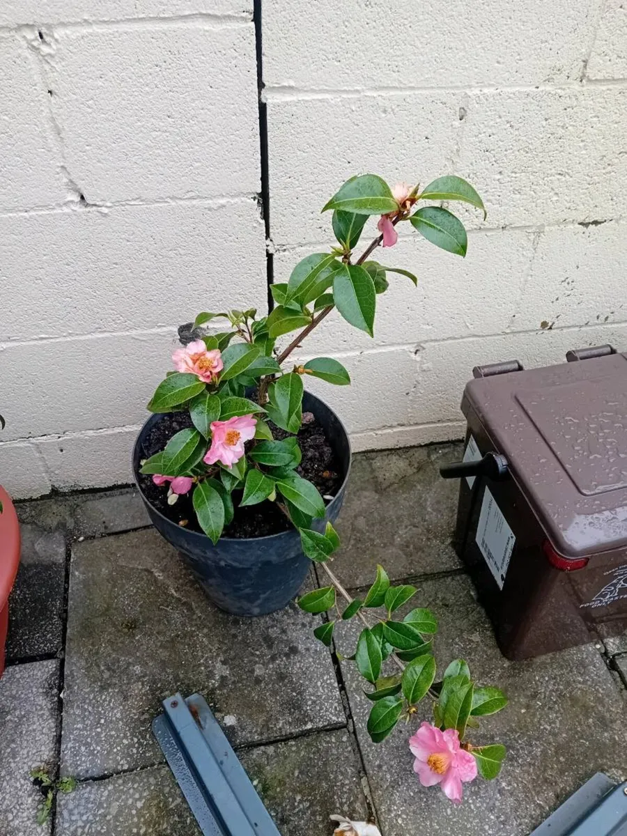 Camillas in tubs all small 40 and large 50 - Image 2